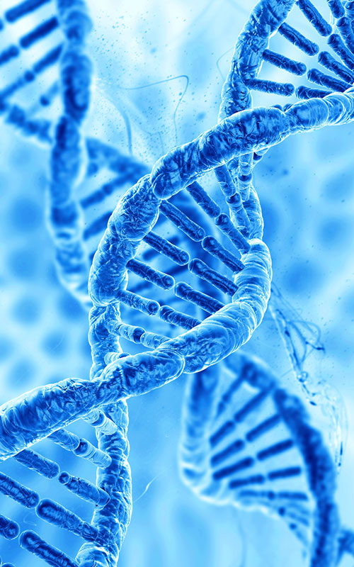 பிடிஆர்என்(பாலிடிஆக்சிரைபோநியூக்ளியோடைடு)